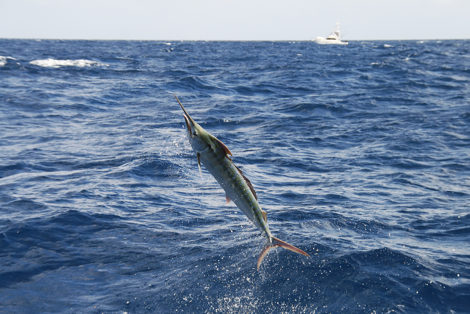 juvenile black marlin fishing