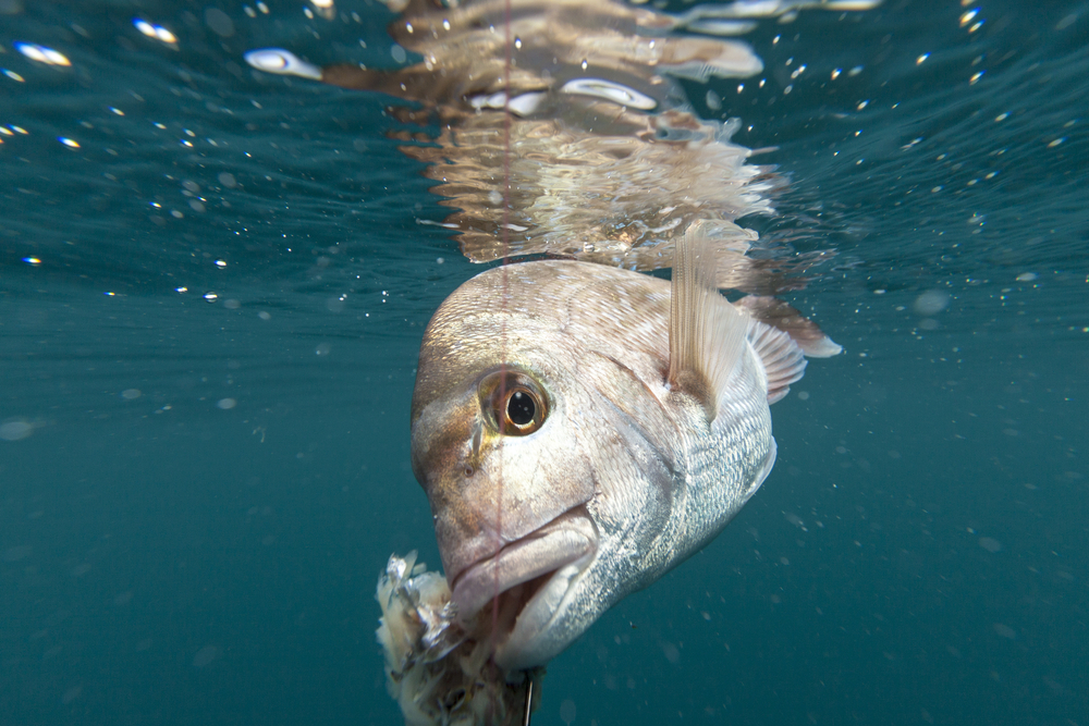 Fishing for Snapper Tactics - Tackle Warehouse Fishing Store